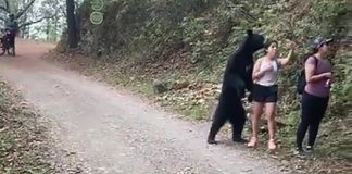 Urso se junta a mulheres em caminhada e posa para selfies