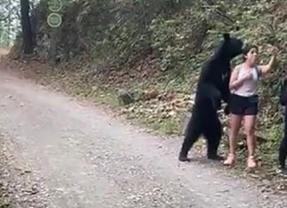 Urso se junta a mulheres em caminhada e posa para selfies