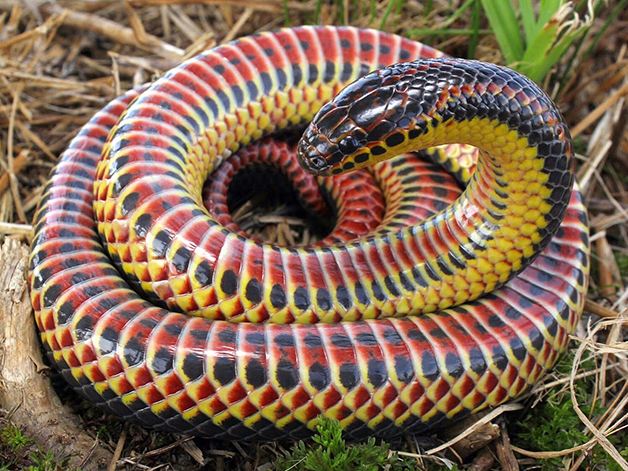 revistacarpediem.com - Depois de meio século, cobra arco-íris é vista na natureza novamente