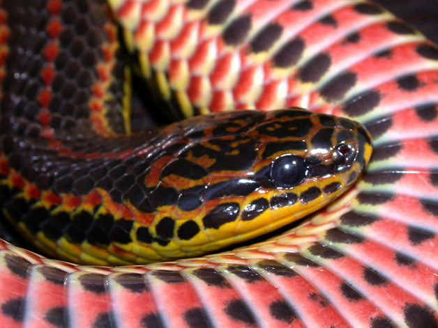 Cobra arco íris 02 - Depois de meio século, cobra arco-íris é vista na natureza novamente