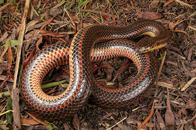 revistacarpediem.com - Depois de meio século, cobra arco-íris é vista na natureza novamente