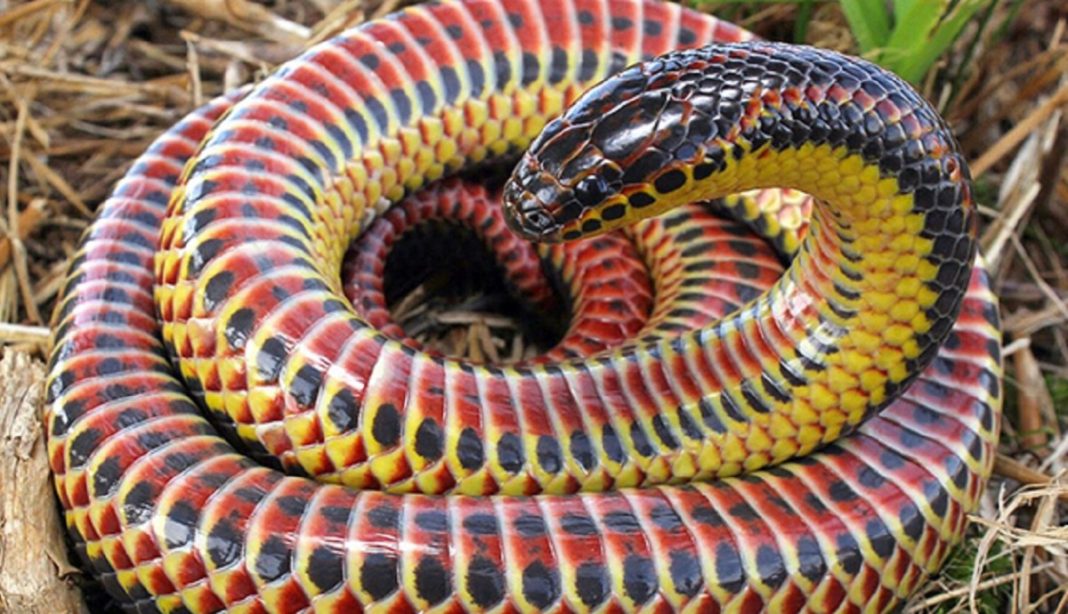 Depois de meio século, cobra arco-íris é vista na natureza novamente