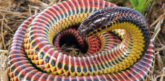 Depois de meio século, cobra arco-íris é vista na natureza novamente