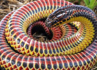 Depois de meio século, cobra arco-íris é vista na natureza novamente