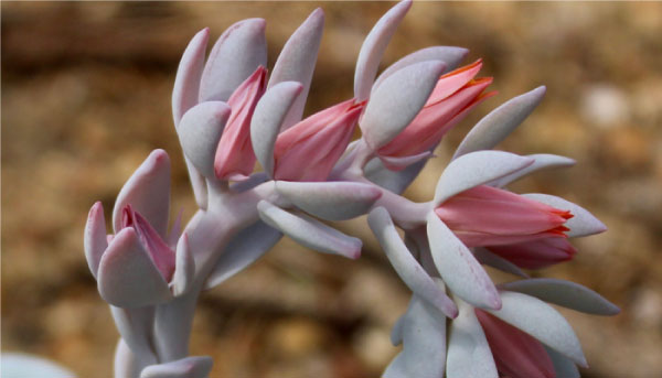 revistacarpediem.com - Suculentas cor-de-rosa são opções lindas e práticas para colorir seu jardim