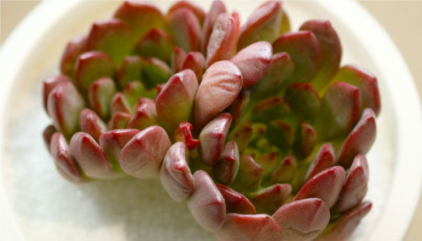 Sedeveria - Suculentas cor-de-rosa são opções lindas e práticas para colorir seu jardim