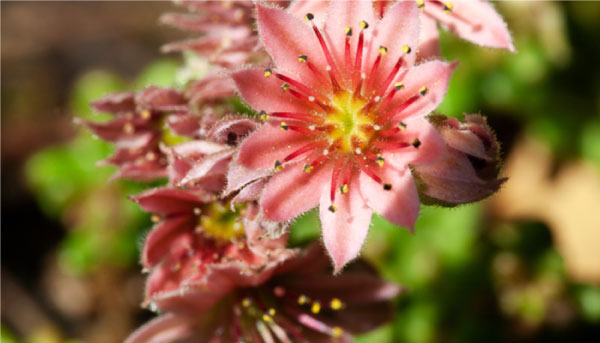 revistacarpediem.com - Suculentas cor-de-rosa são opções lindas e práticas para colorir seu jardim