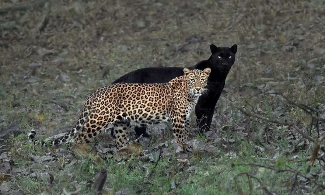 Rara pantera negra aparece como uma “sombra” do leopardo e o registro é fantástico