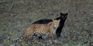 Rara pantera negra aparece como uma “sombra” do leopardo e o registro é fantástico