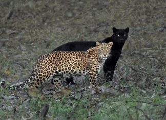 Rara pantera negra aparece como uma “sombra” do leopardo e o registro é fantástico