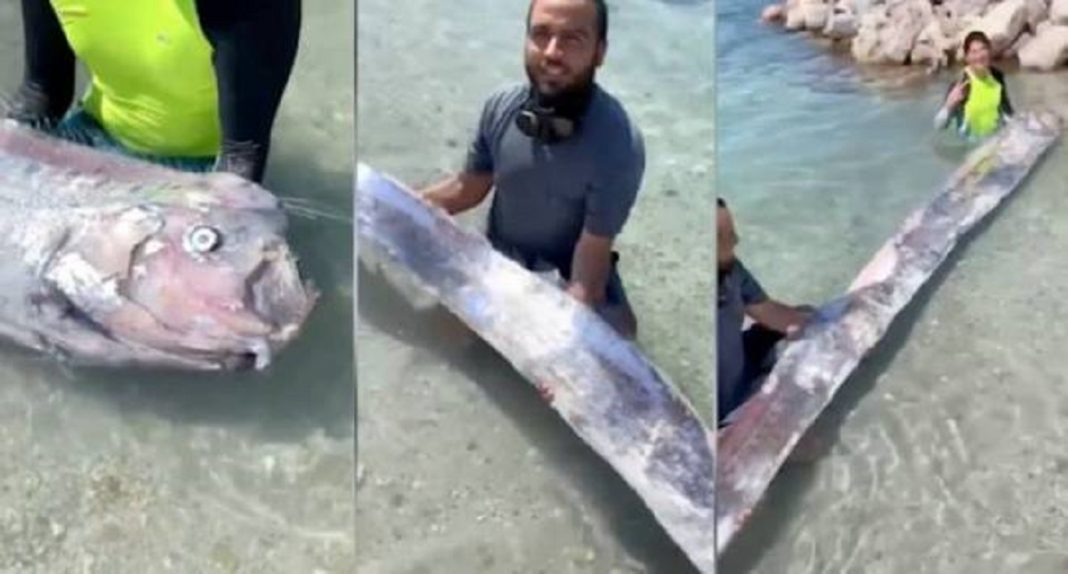 Capturado no México o ‘peixe do fim do mundo’ alarma toda a população