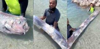 Capturado no México o ‘peixe do fim do mundo’ alarma toda a população
