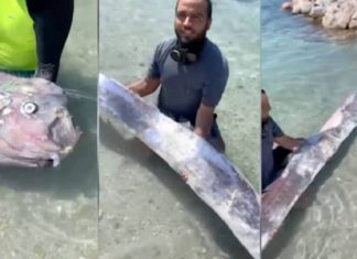 Capturado no México o ‘peixe do fim do mundo’ alarma toda a população