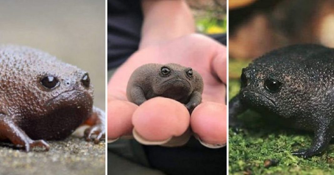 Esse “sapo preto” é conhecido como o animal mais rabugento do mundo