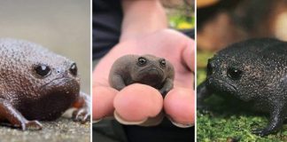 Esse “sapo preto” é conhecido como o animal mais rabugento do mundo