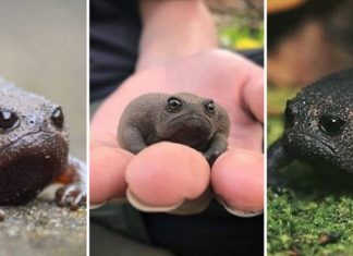 Esse “sapo preto” é conhecido como o animal mais rabugento do mundo