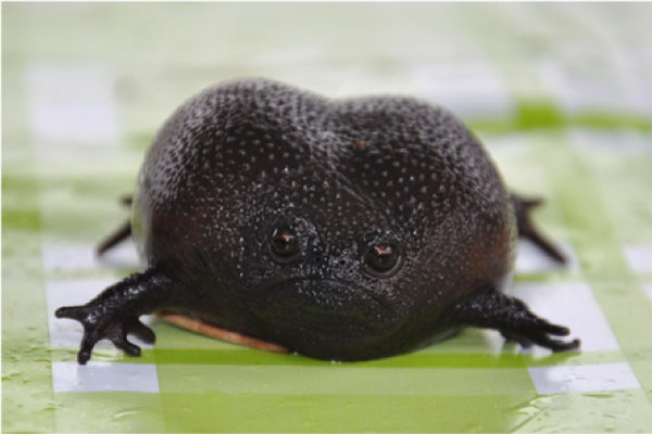 sapo preto chuva solo - Esse "sapo preto" é conhecido como o animal mais rabugento do mundo