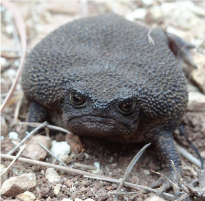 revistacarpediem.com - Esse "sapo preto" é conhecido como o animal mais rabugento do mundo