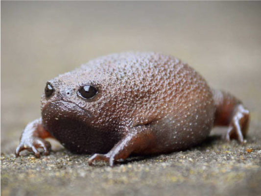 revistacarpediem.com - Esse "sapo preto" é conhecido como o animal mais rabugento do mundo