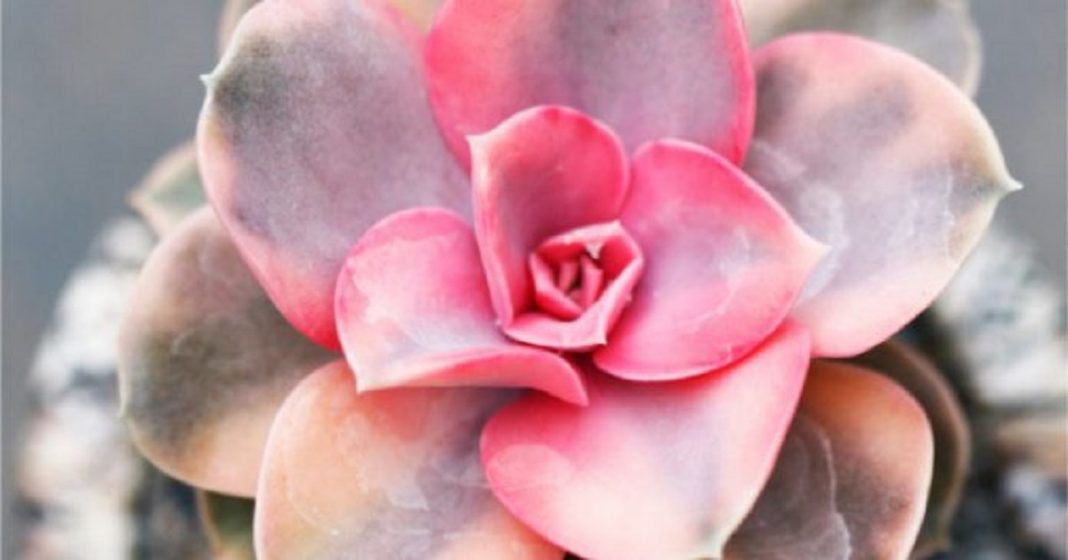 Suculentas cor-de-rosa são opções lindas e práticas para colorir seu jardim
