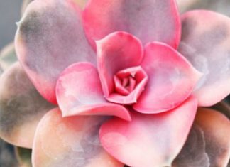 Suculentas cor-de-rosa são opções lindas e práticas para colorir seu jardim