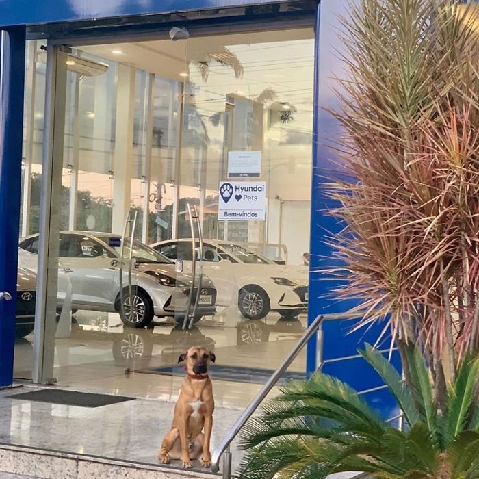 revistacarpediem.com - Após varias visitas a Hyundai, cachorro de rua se torna empregado e recebe seu próprio crachá