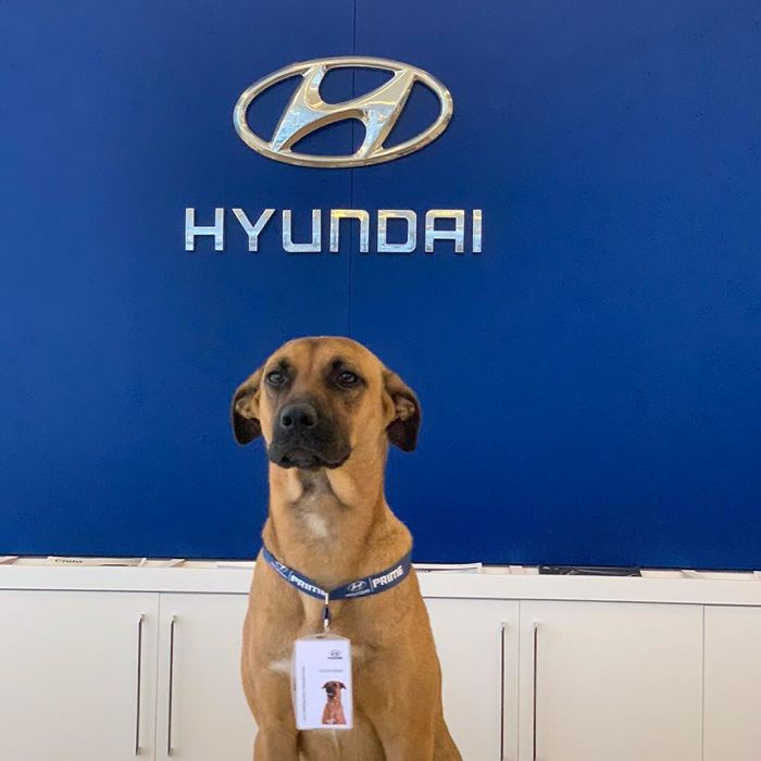 revistacarpediem.com - Após varias visitas a Hyundai, cachorro de rua se torna empregado e recebe seu próprio crachá