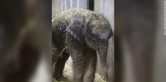 Este bebê elefante morreu 27 dias após o dia de seu nascimento