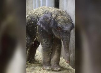 Este bebê elefante morreu 27 dias após o dia de seu nascimento