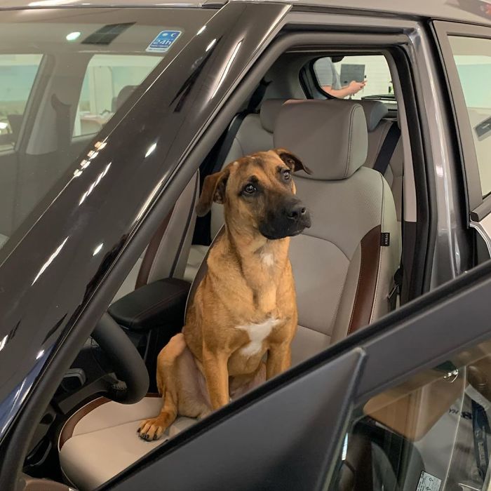 revistacarpediem.com - Após varias visitas a Hyundai, cachorro de rua se torna empregado e recebe seu próprio crachá