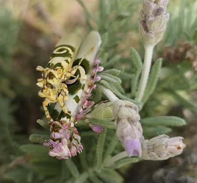 revistacarpediem.com - Esse maravilhoso louva-deus "floral" foi encontrado na África do Sul