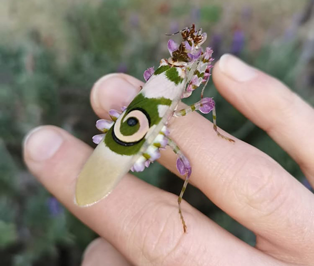 EDIT Flower Mantis 02 - Esse maravilhoso louva-deus "floral" foi encontrado na África do Sul