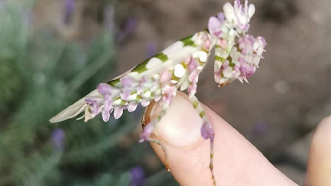 Esse maravilhoso louva-deus “floral” foi encontrado na África do Sul