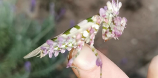 Esse maravilhoso louva-deus “floral” foi encontrado na África do Sul