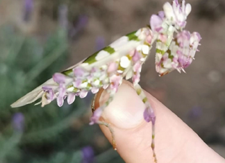 Esse maravilhoso louva-deus “floral” foi encontrado na África do Sul