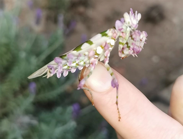 EDIT Flower Mantis 03 - Esse maravilhoso louva-deus "floral" foi encontrado na África do Sul