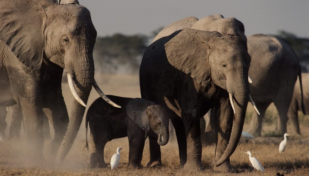 Esperança! Baby boom de elefantes no Quênia impressiona especialistas no mundo todo