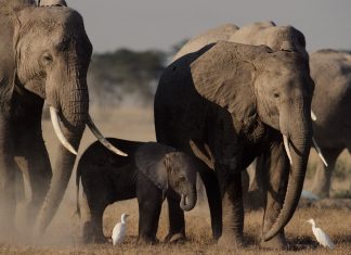 Esperança! Baby boom de elefantes no Quênia impressiona especialistas no mundo todo