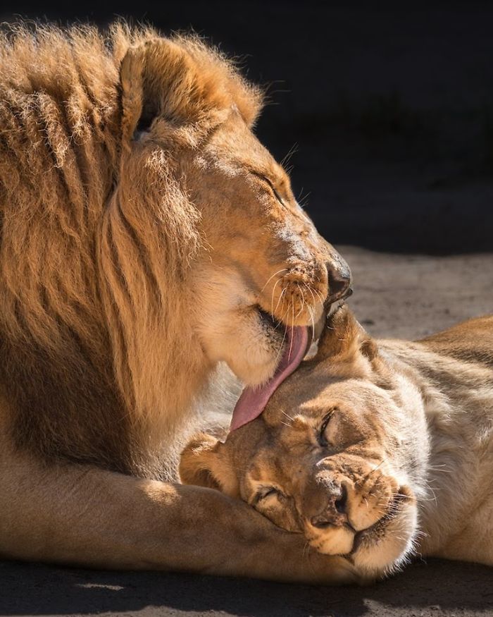 casalleao - Casal de leões idosos são colocados para dormir juntos para que um não tenha que viver sem o outro