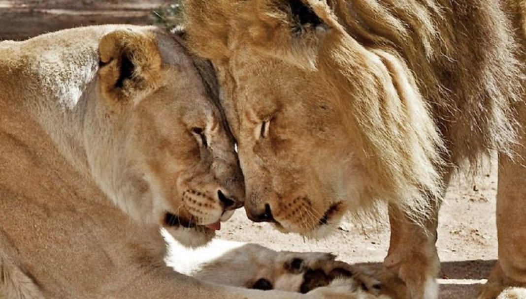 Casal de leões idosos são colocados para dormir juntos para que um não tenha que viver sem o outro