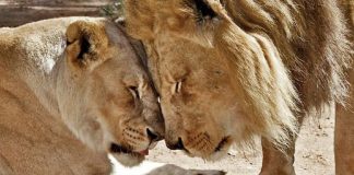 Casal de leões idosos são colocados para dormir juntos para que um não tenha que viver sem o outro