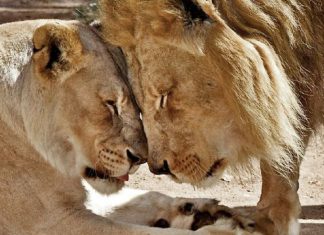 Casal de leões idosos são colocados para dormir juntos para que um não tenha que viver sem o outro