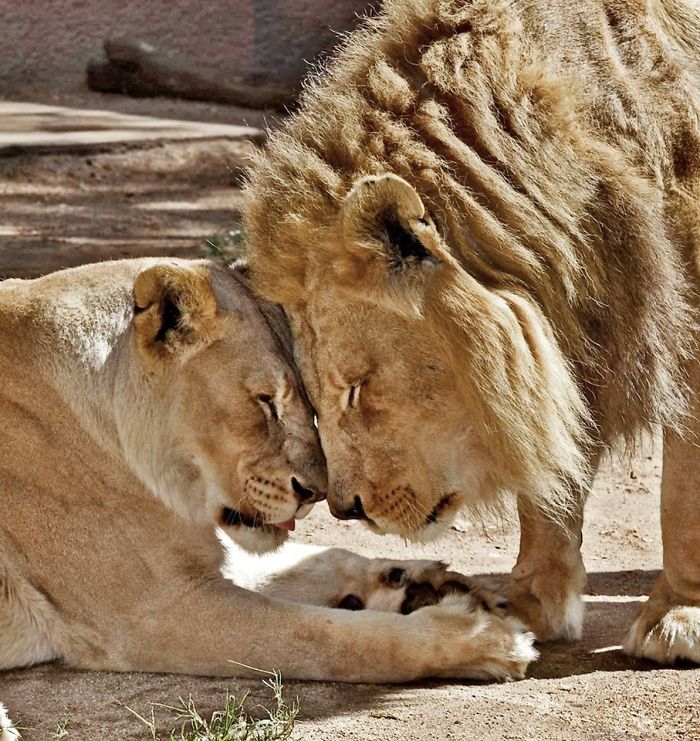 casalleao2 - Casal de leões idosos são colocados para dormir juntos para que um não tenha que viver sem o outro