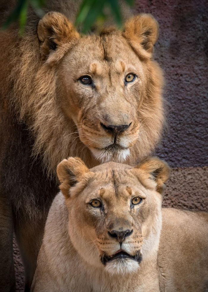 revistacarpediem.com - Casal de leões idosos são colocados para dormir juntos para que um não tenha que viver sem o outro