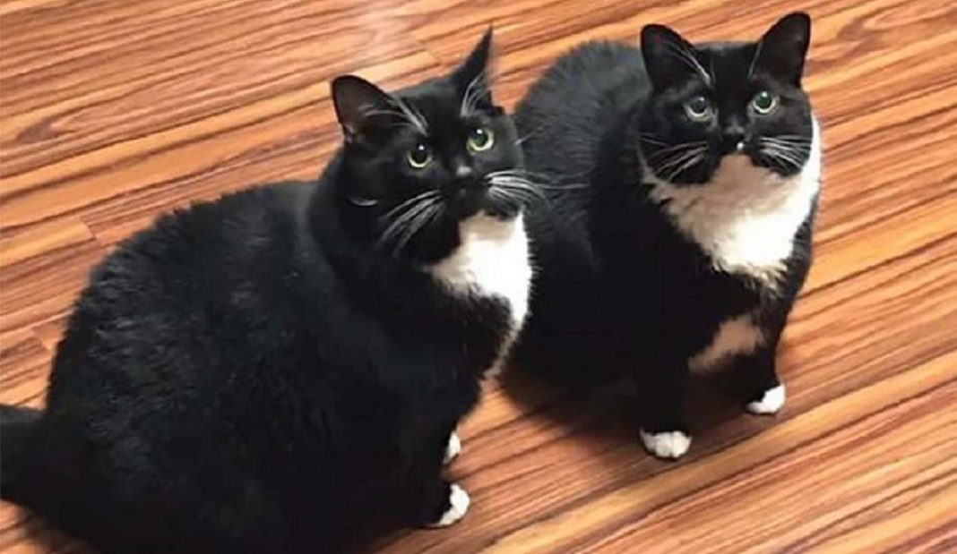 Russo perde gato, ‘encontra’ gato, seu gato volta e agora ele tem dois idênticos