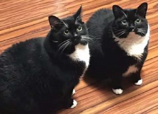 Russo perde gato, ‘encontra’ gato, seu gato volta e agora ele tem dois idênticos