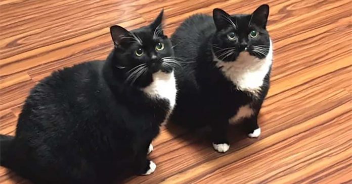 revistacarpediem.com - Russo perde gato, 'encontra' gato, seu gato volta e agora ele tem dois idênticos