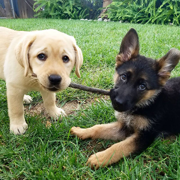 revistacarpediem.com - Filhotes de pastores alemães são com toda certeza os animais mais puros do mundo