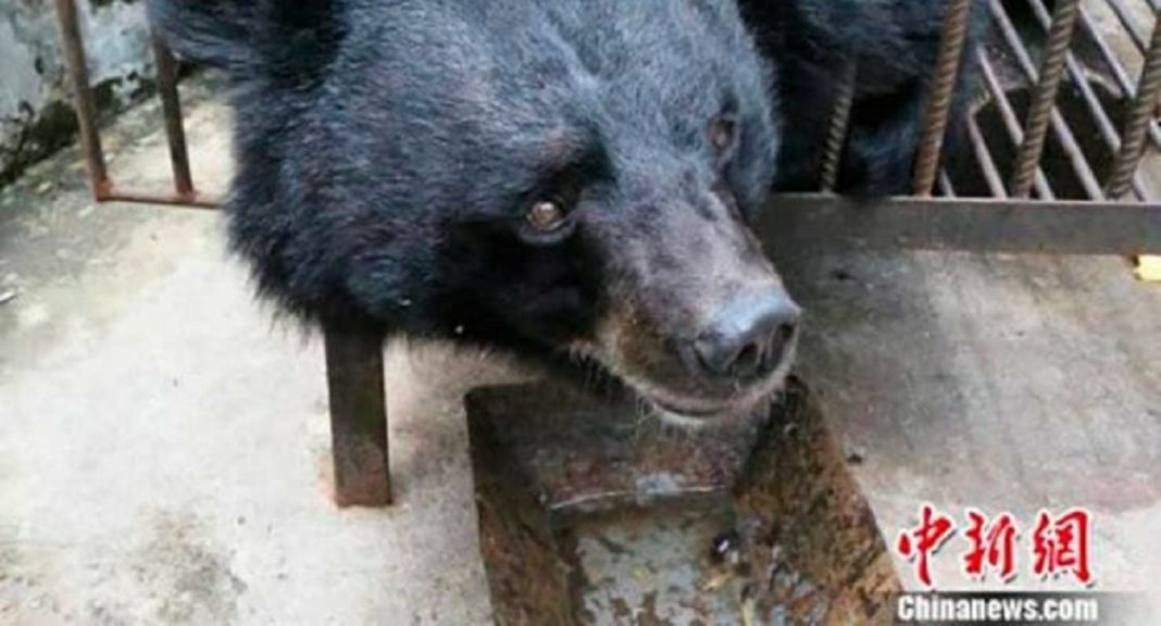 Depois de 2 anos, chinesa percebe que o cachorrinho que adotou, na verdade era um urso