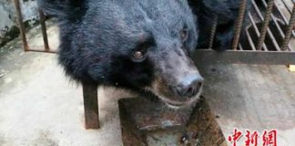 Depois de 2 anos, chinesa percebe que o cachorrinho que adotou, na verdade era um urso